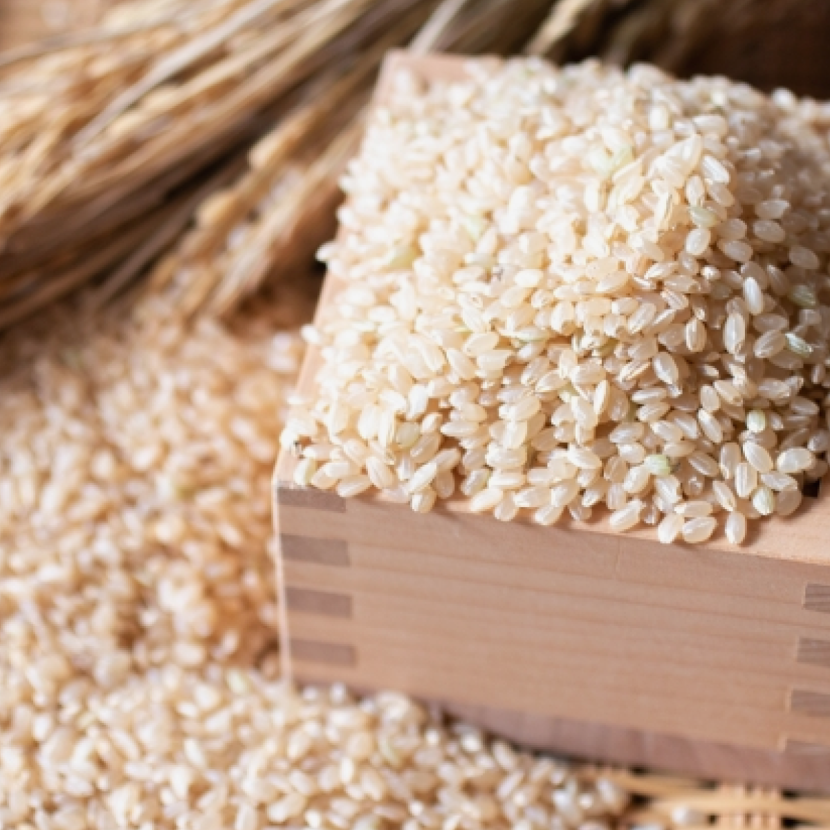 令和4年 新米 コシヒカリ 玄米米/穀物