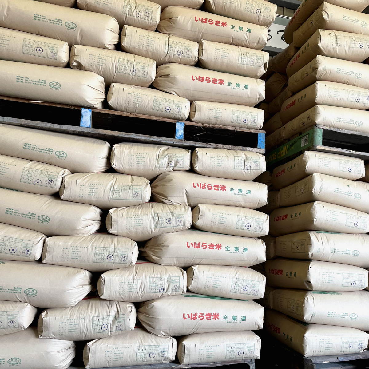 令和6年【精米】茨城県産コシヒカリ – まる芳米店 令和6年【精米】茨城県産コシヒカリ – まる芳米店